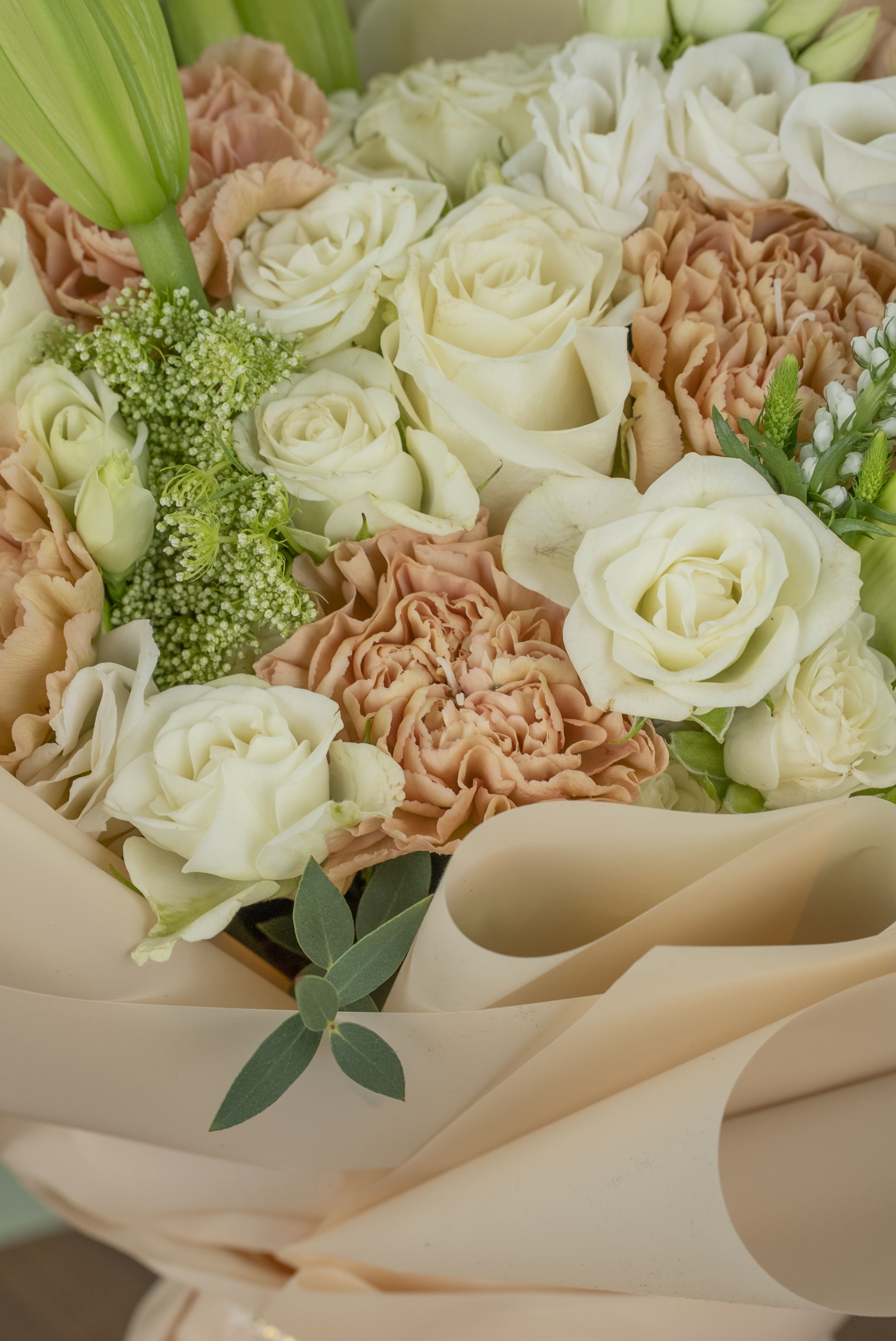 عودة ميمونة