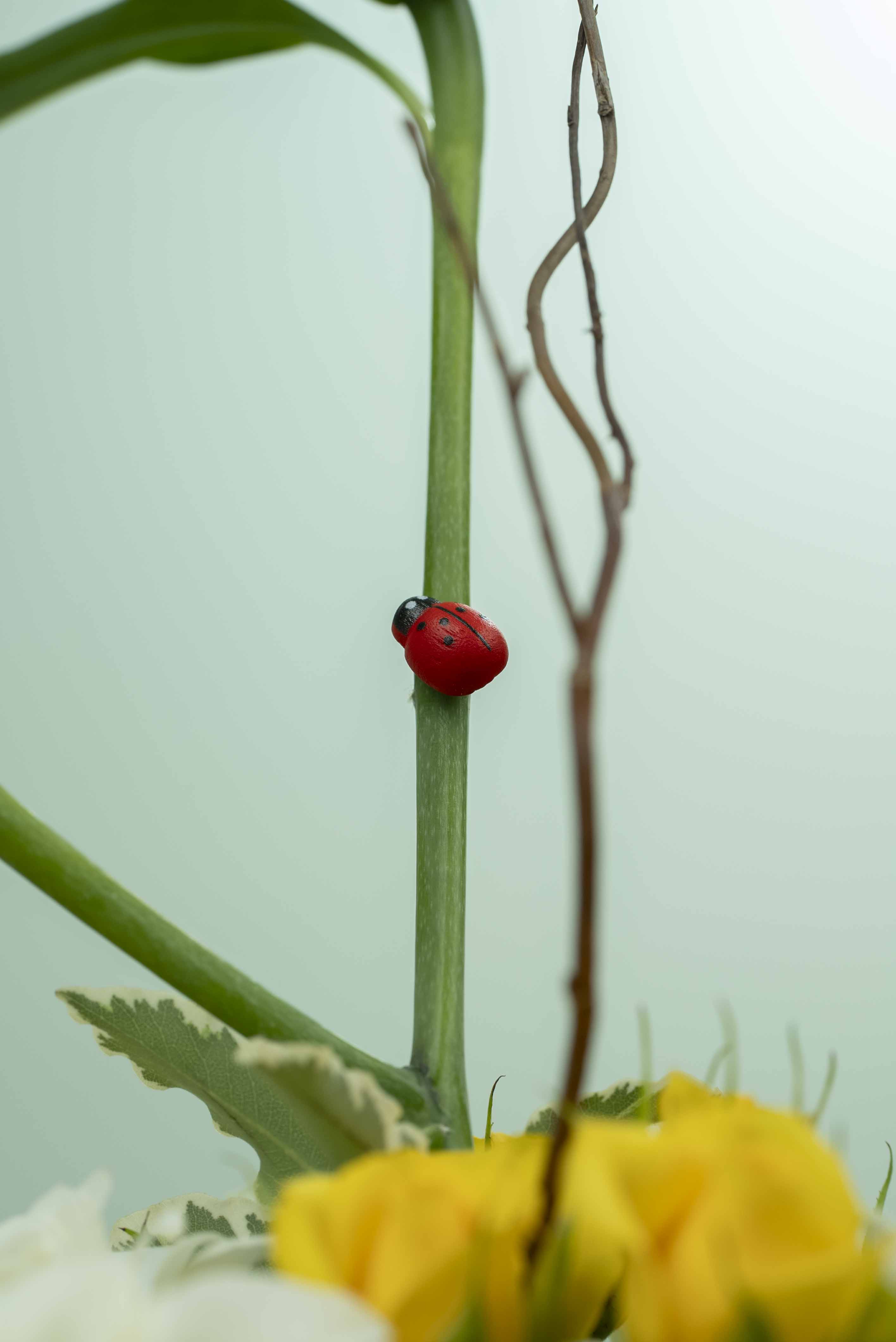 اشراقة العام