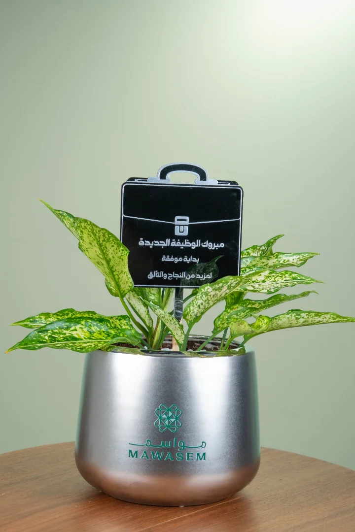 حقيبة النجاح